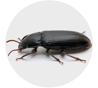 beetle-2-5d9cc0f8881d6