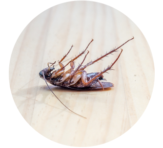 pest-5dd2d087edf31